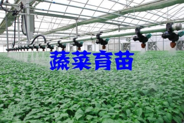 蔬菜育苗行业开展历程及五大趋势（附报告目录）